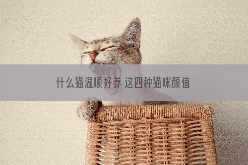 什么猫温顺好养 这四种猫咪颜值与智慧并存