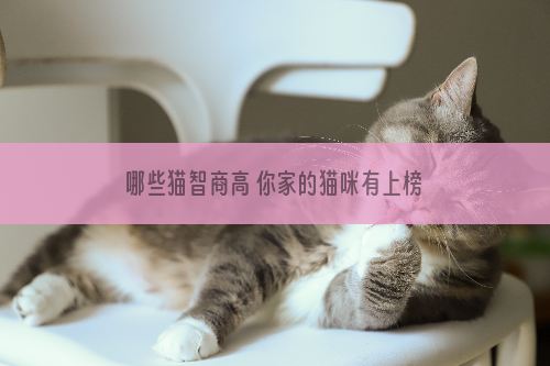 哪些猫智商高 你家的猫咪有上榜吗