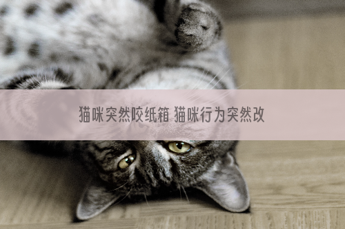 猫咪突然咬纸箱 猫咪行为突然改变是身体出现问题