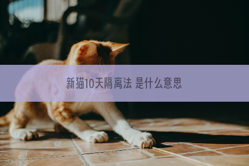 新猫10天隔离法 是什么意思