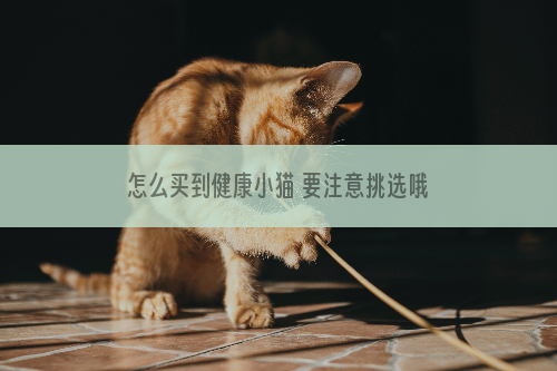 怎么买到健康小猫 要注意挑选哦