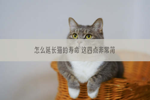 怎么延长猫的寿命 这四点非常简单