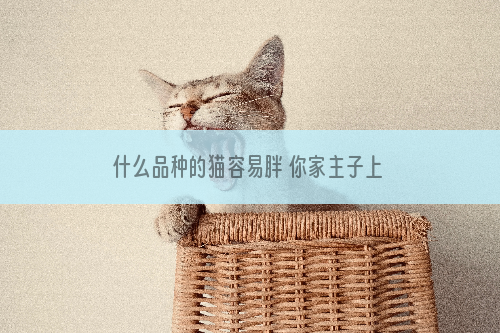 什么品种的猫容易胖 你家主子上榜了吗？