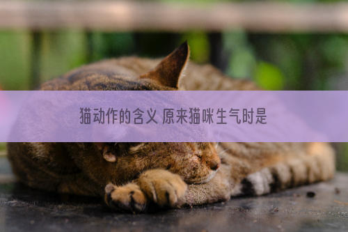 猫动作的含义 原来猫咪生气时是这个样子