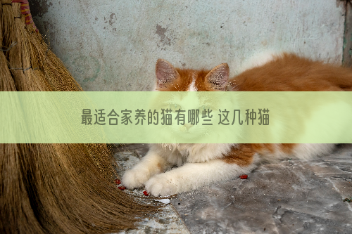 最适合家养的猫有哪些 这几种猫非常适合做家养