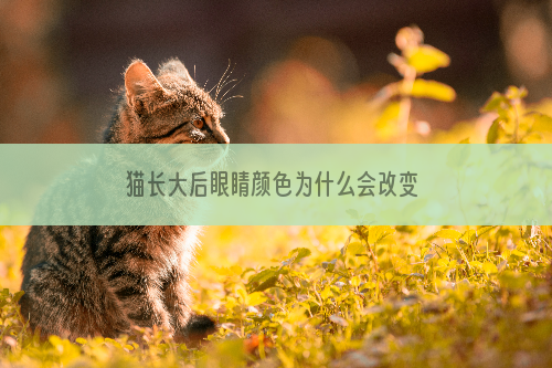 猫长大后眼睛颜色为什么会改变 猫眼睛变色的原因