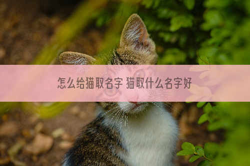 怎么给猫取名字 猫取什么名字好听