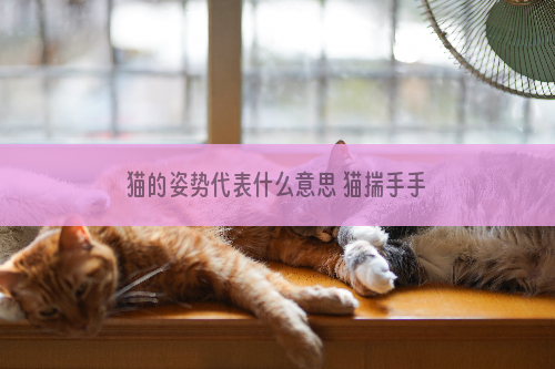 猫的姿势代表什么意思 猫揣手手有什么意思