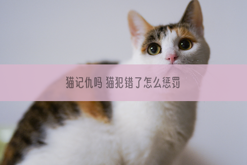 猫记仇吗 猫犯错了怎么惩罚