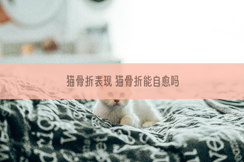 猫骨折表现 猫骨折能自愈吗