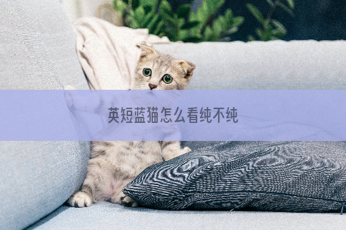 英短蓝猫怎么看纯不纯