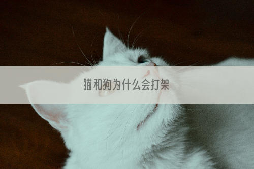 猫和狗为什么会打架