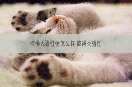 彼得秃猫性情怎么样 彼得秃猫性情介绍