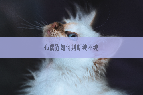 布偶猫如何判断纯不纯