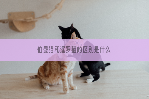 伯曼猫和暹罗猫的区别是什么