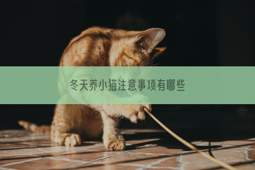 冬天养小猫注意事项有哪些