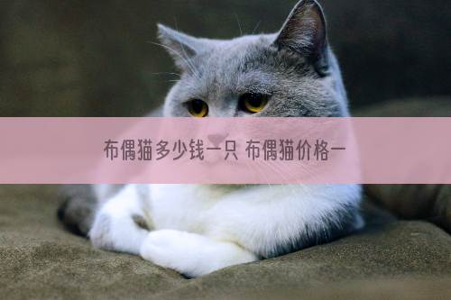 布偶猫多少钱一只 布偶猫价格一览