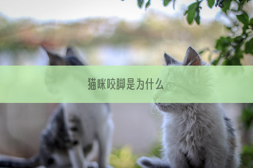 猫咪咬脚是为什么