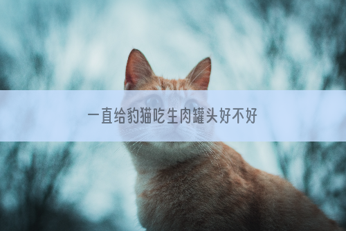 一直给豹猫吃生肉罐头好不好