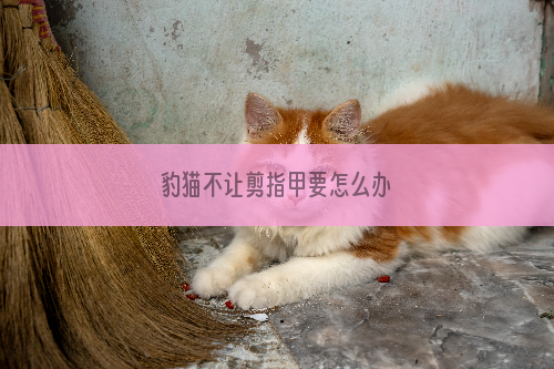 豹猫不让剪指甲要怎么办