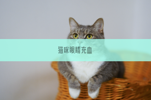 猫咪眼睛充血