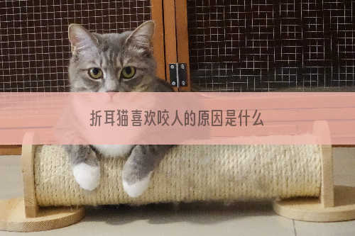 折耳猫喜欢咬人的原因是什么