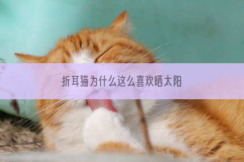 折耳猫为什么这么喜欢晒太阳