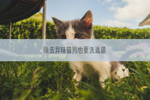 除去异味猫狗也要洗邋遢