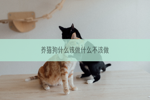 养猫狗什么该做什么不该做