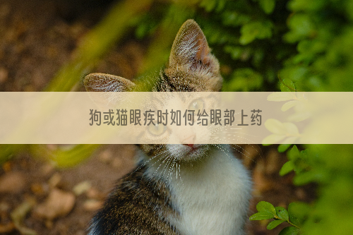 狗或猫眼疾时如何给眼部上药