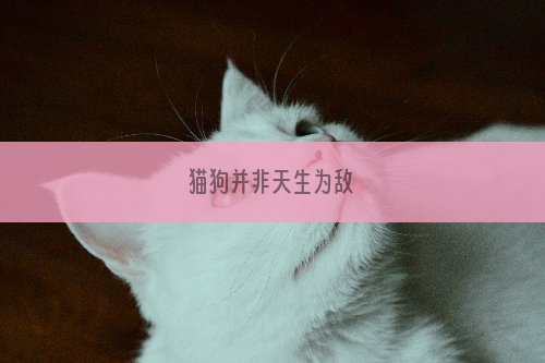 猫狗并非天生为敌