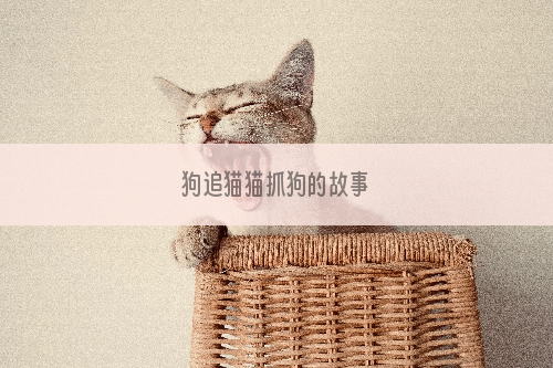 狗追猫猫抓狗的故事