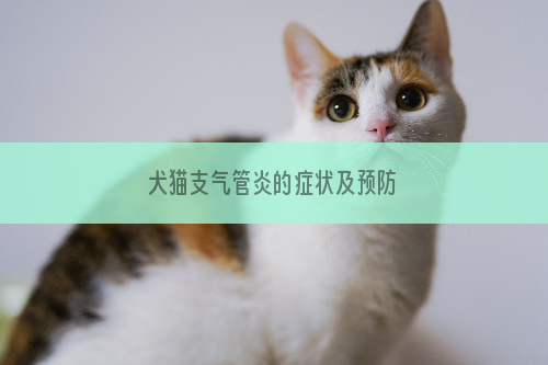 犬猫支气管炎的症状及预防