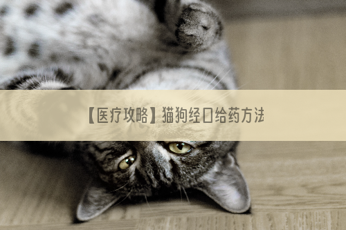 【医疗攻略】猫狗经口给药方法