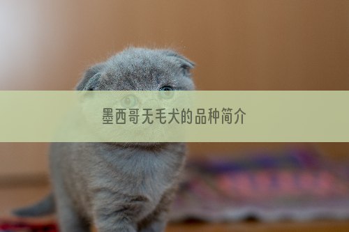 墨西哥无毛犬的品种简介