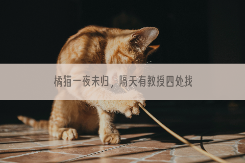 橘猫一夜未归，隔天有教授四处找猫主人