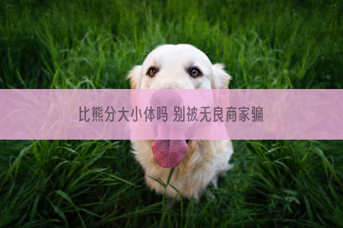 比熊分大小体吗 别被无良商家骗了！