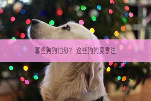 哪些狗狗怕热？ 这些狗狗夏季注意防暑