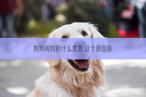 狗狗闻狗狗什么意思 这个原因你想不到吧