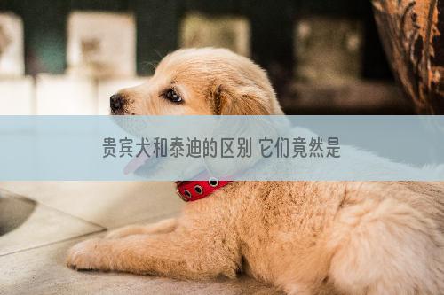 贵宾犬和泰迪的区别 它们竟然是同一种狗狗！