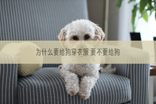 为什么要给狗穿衣服 要不要给狗狗穿衣服
