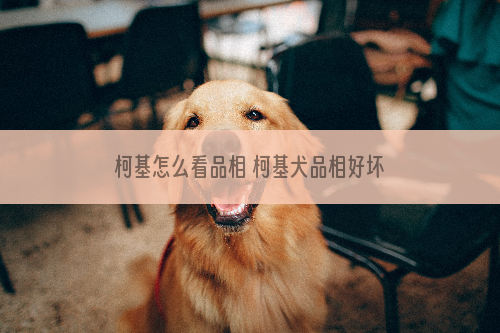 柯基怎么看品相 柯基犬品相好坏怎么看