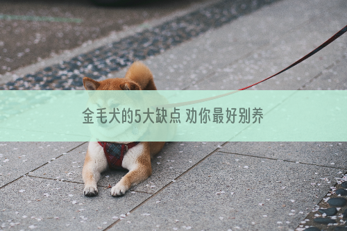 金毛犬的5大缺点 劝你最好别养