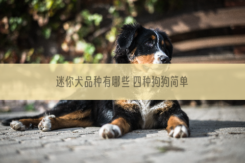 迷你犬品种有哪些 四种狗狗简单介绍给你