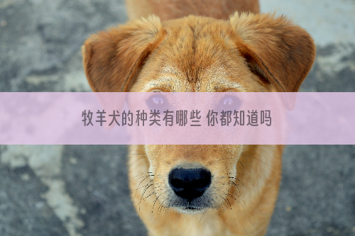 牧羊犬的种类有哪些 你都知道吗