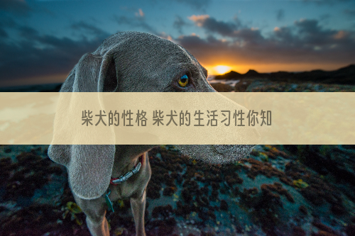 柴犬的性格 柴犬的生活习性你知道吗？