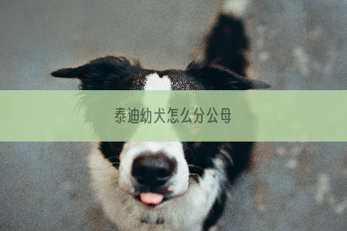 泰迪幼犬怎么分公母