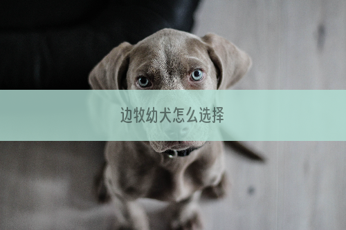 边牧幼犬怎么选择