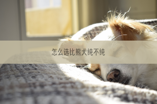 怎么选比熊犬纯不纯