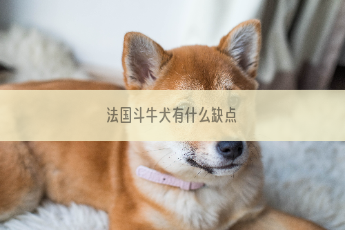 法国斗牛犬有什么缺点